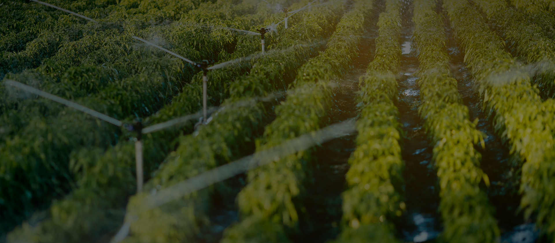 Алахот (Чжэцзян) Technology Co., Ltd.